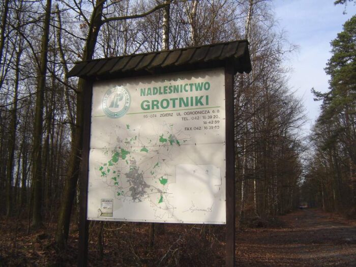 wycinka drzew, Nadleśnictwo Grotniki, łódzkie, Zgierz, kradzież drewna