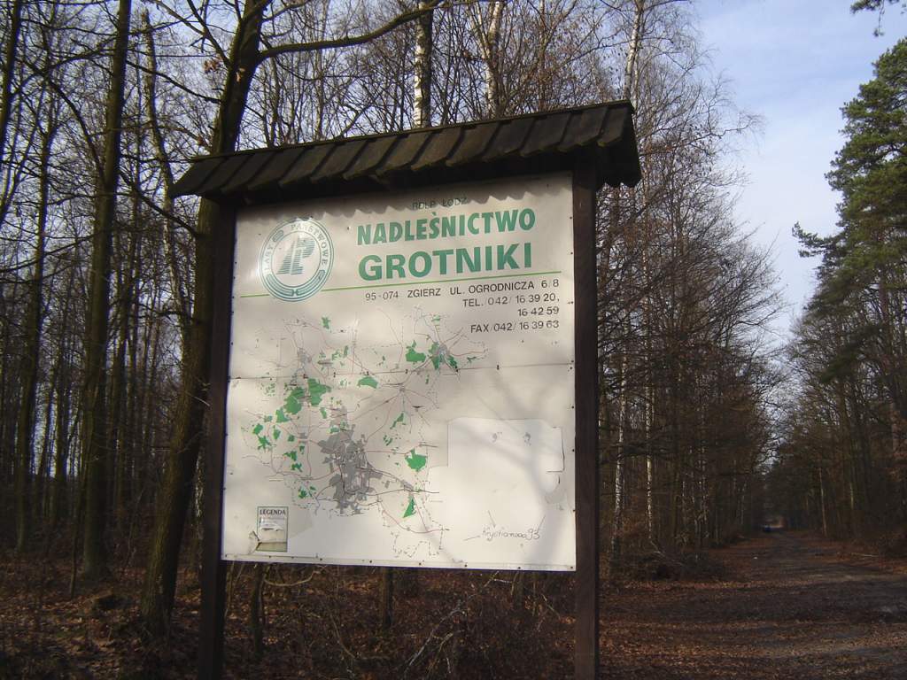 wycinka drzew, Nadleśnictwo Grotniki, łódzkie, Zgierz, kradzież drewna