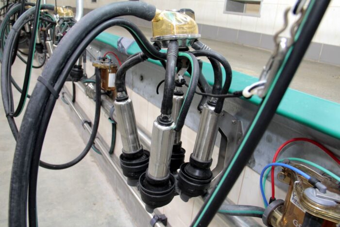 ceny mleka, mleko w proszku, bydło mleczne