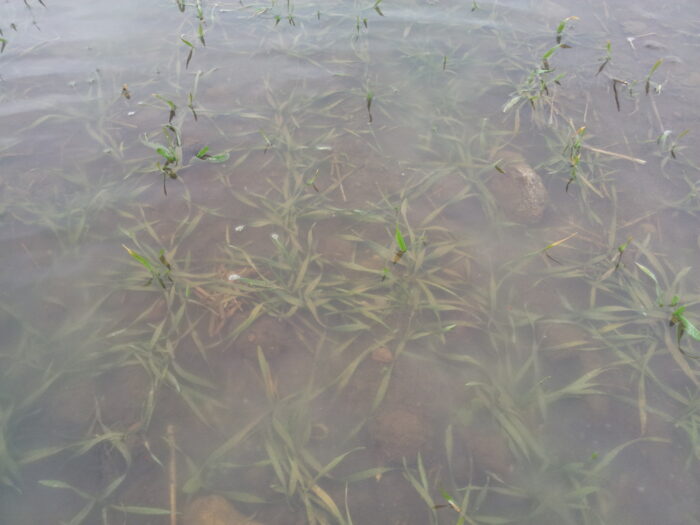 pszenżyto ozime, pole, woda, roztopy