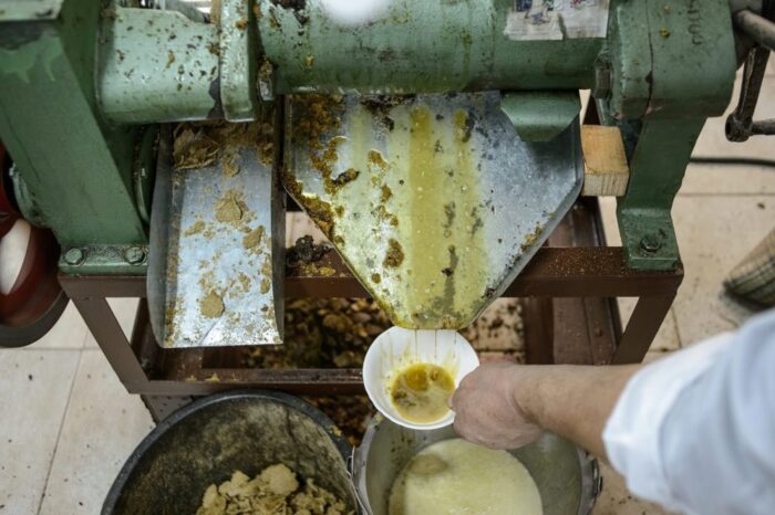 olej rzepakowy, kampania promocyjna, olej, żywność, rzepak, zdrowie, dieta