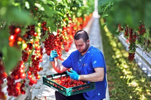 pomidory, promocja warzyw, pomidory dobre z natury