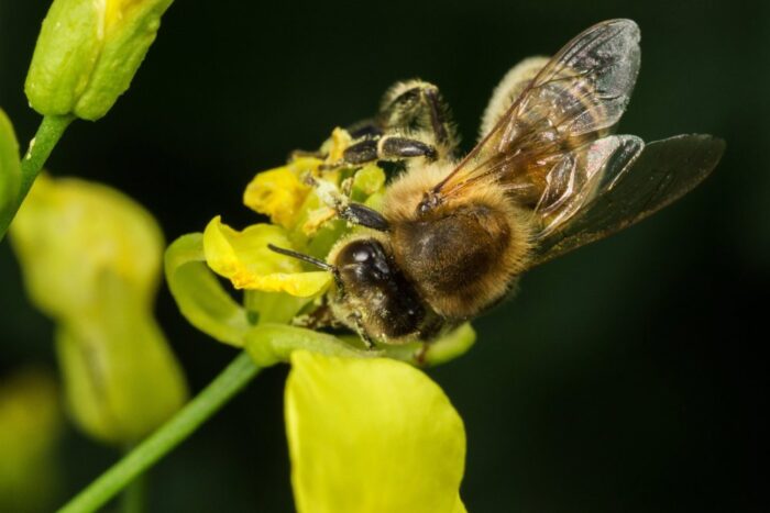 pszczoły, pszczelarstwo, neonikotynoidy, pestycydy, drony, populacja pszczół, japonia