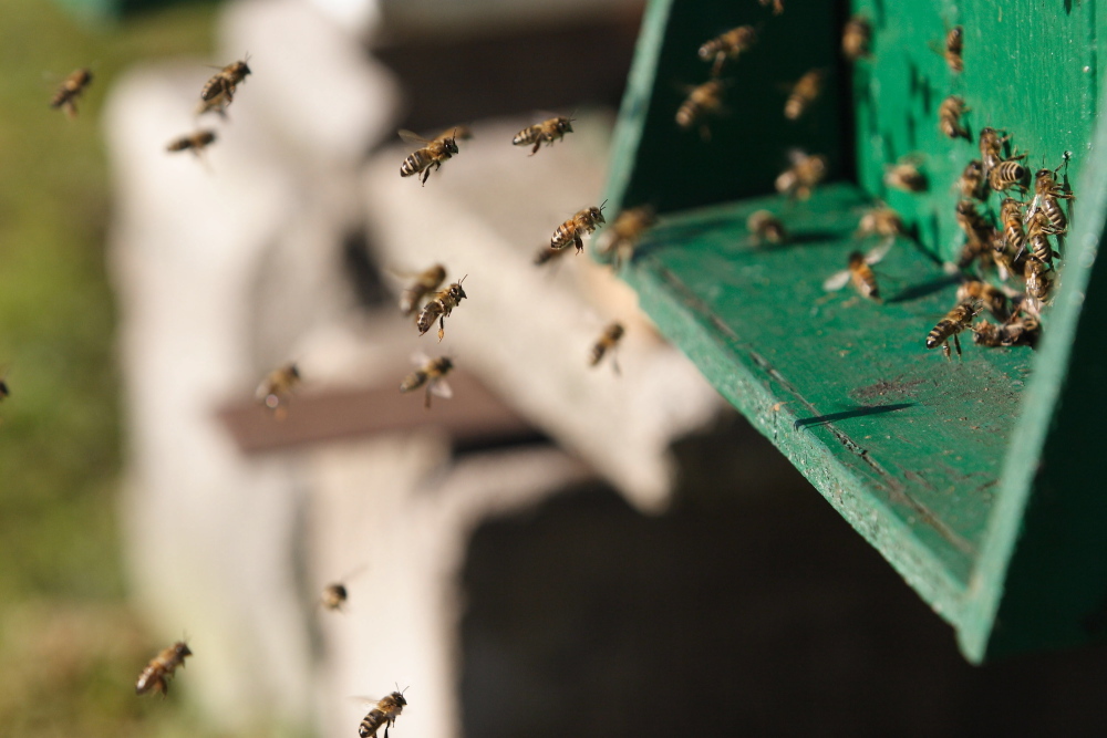 pszczoły, pszczelarstwo, pszczele rodziny, pasieki, wrocław, michał zawilak