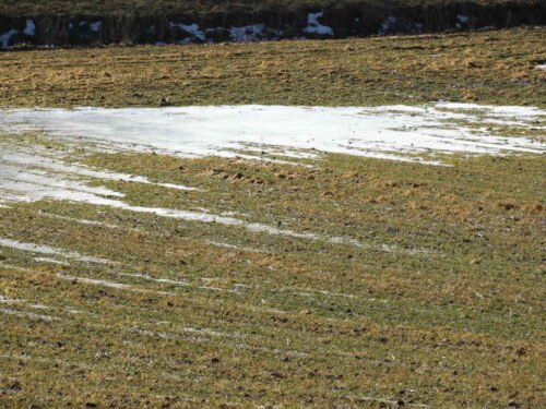 pszenica ozima, przedwiośnie, plantacja