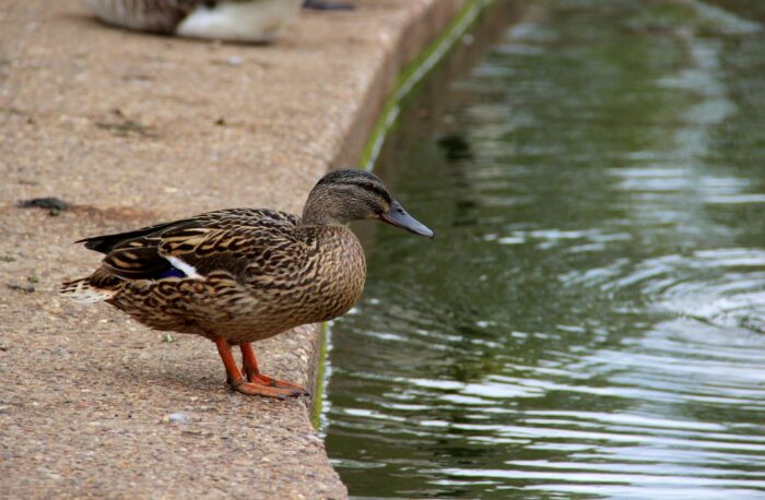 ptasia grypa, przypadek, woj. kujawsko-pomorskie