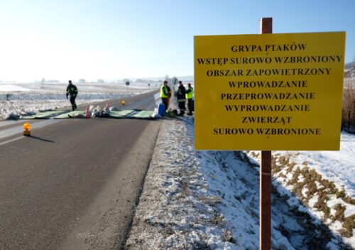 ptasia grypa, H5N8, nowe przypadki ptasiej grypy, podtyp H5N8, drób, wirus