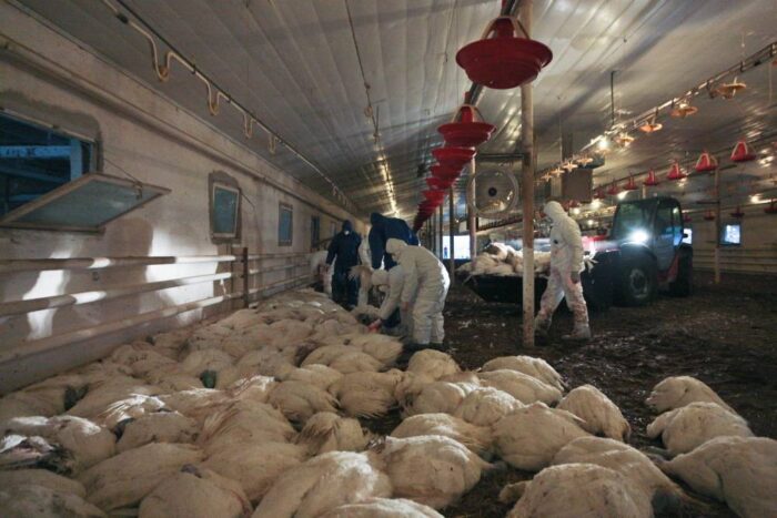 ptasia grypa, nowe przypadki ptasiej grypy, podtyp H5N8, drób, wirus