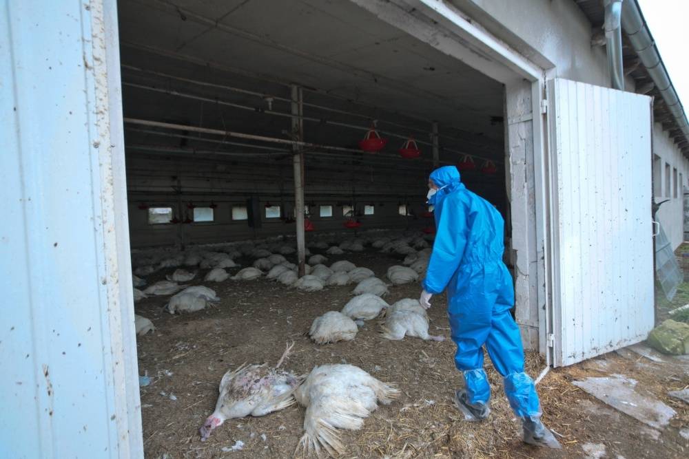 drób, ptasia grypa, H5N8, eksport drobiu, ministerstwo rolnictwa, straty producentów