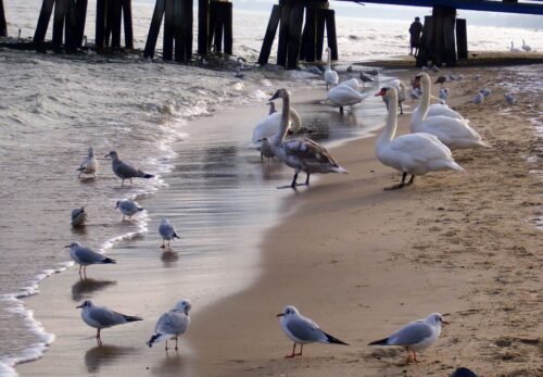 ptasia grypa, dziewiąte ognisko,