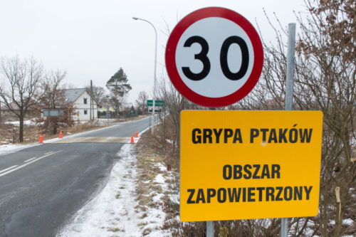 ptasia grypa, ogniska ptasiej grypy, drób, dzikie ptaki, zasady bioasekuracji