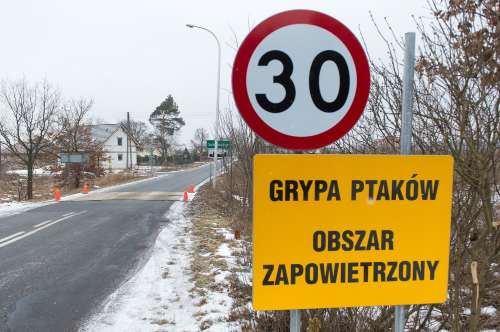 ptasia grypa, ogniska ptasiej grypy, drób, dzikie ptaki, zasady bioasekuracji