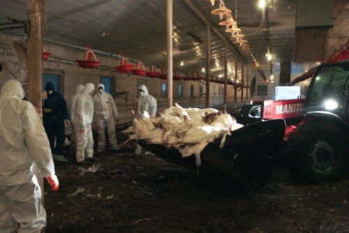 ptasia grypa, ewa lech, drób, lubuskie, utylizacja ptaków, hodowcy drobiu