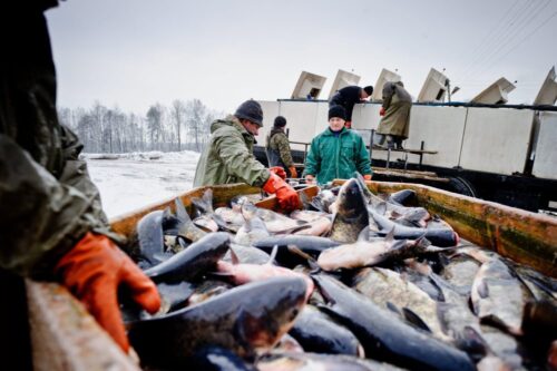 ryby, przetwory rybne, ceny ryb, połow ryb, bałtyk