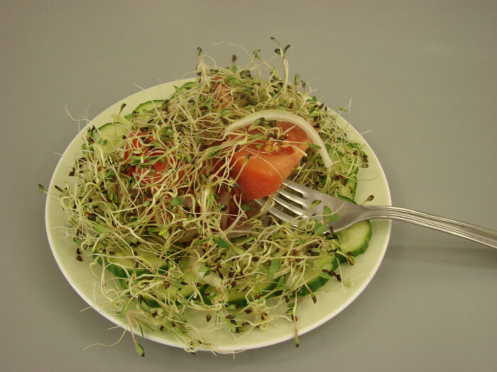 sałatka, kiełki lucerny