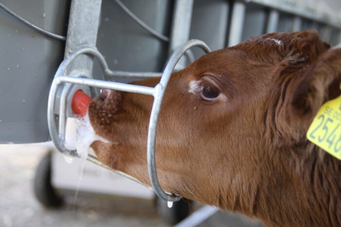 preparat mlekozastępczy, mleko, odchów cieląt
