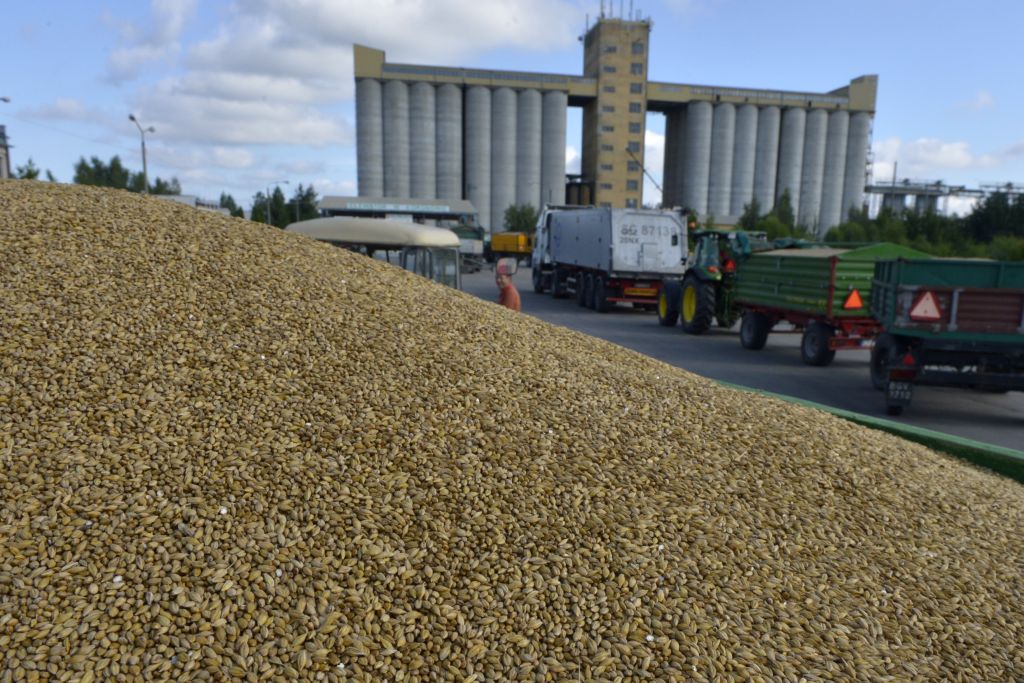 skup zboża, ceny zboża, pszenica, jęczmień, kukurydza, Izba Zbożowo-Paszowa, żyto