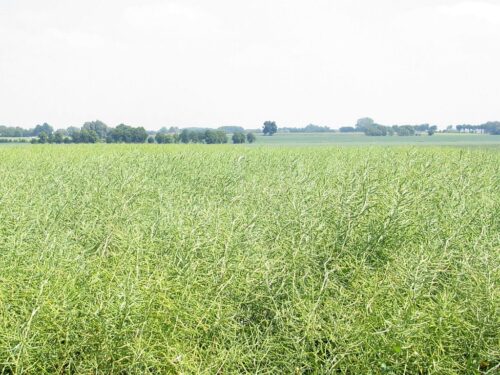 śruta rzepakowa, rzepak, przerób rzepaku, Polskie Stowarzyszenie Producentów Oleju, Adam Stępień