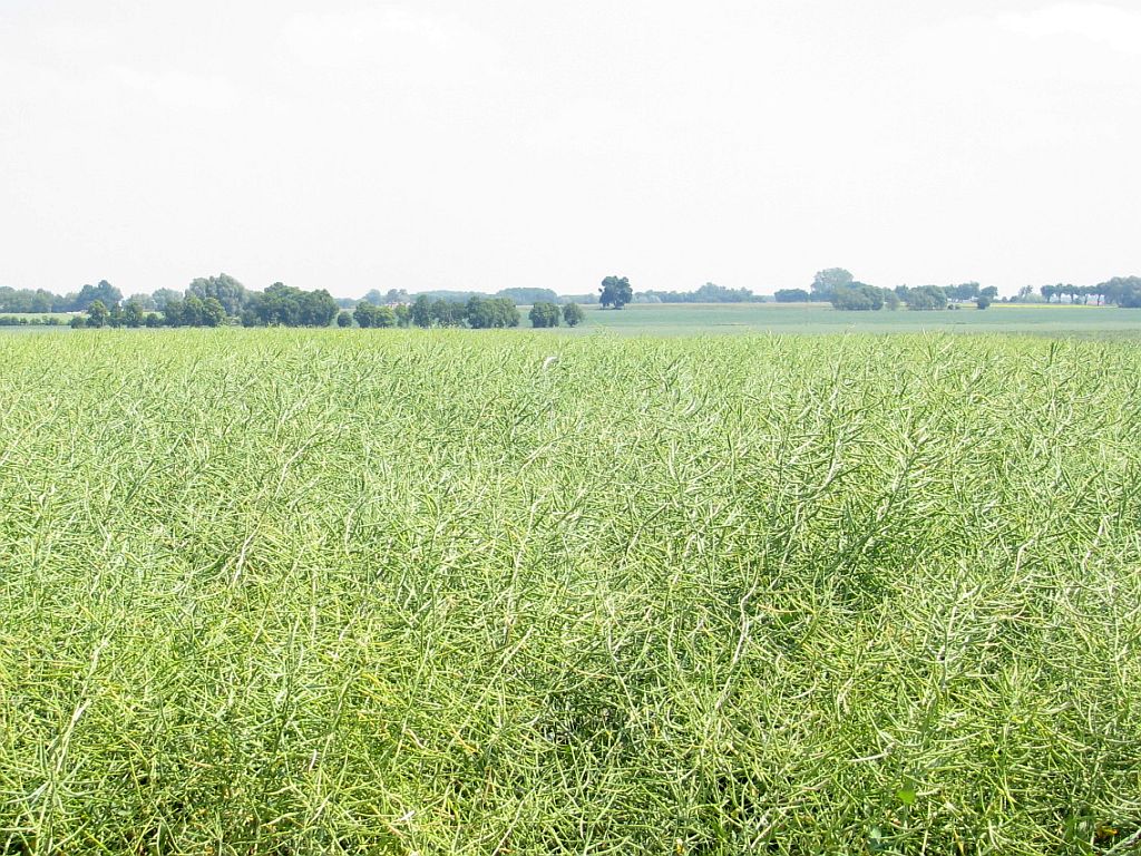 śruta rzepakowa, rzepak, przerób rzepaku, Polskie Stowarzyszenie Producentów Oleju, Adam Stępień