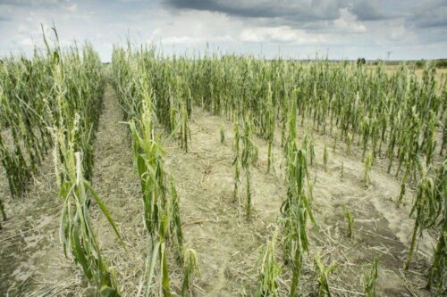 susza, grad, straty, gospodarstwo, ministerstwo rolnictwa, Jacek Bogucki, szacowanie szkód, straty w gospodarstwie