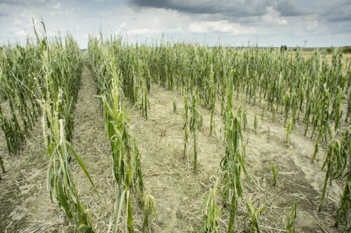 susza, grad, straty, gospodarstwo, ministerstwo rolnictwa, Jacek Bogucki, szacowanie szkód, straty w gospodarstwie