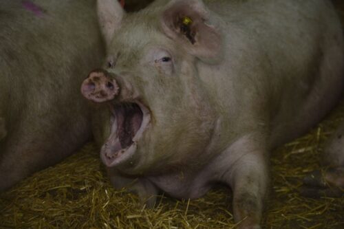 świnia zabiła kobietę, śmierć w domu, trzoda chlewna, wypadek