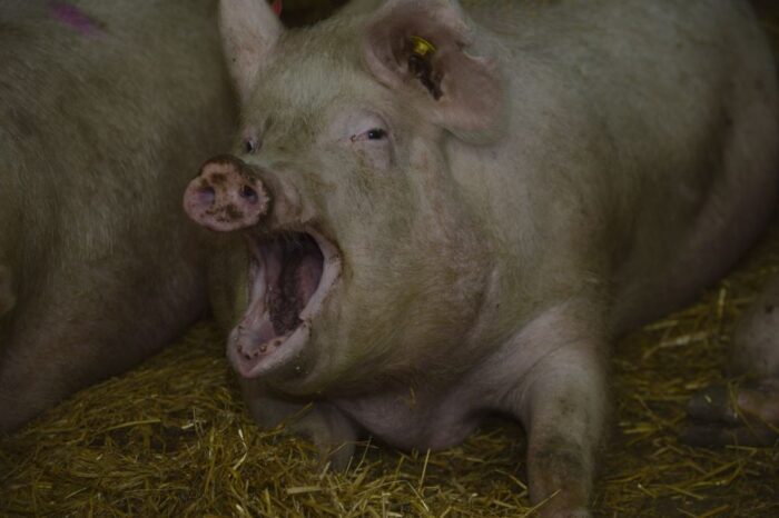 świnia zabiła kobietę, śmierć w domu, trzoda chlewna, wypadek