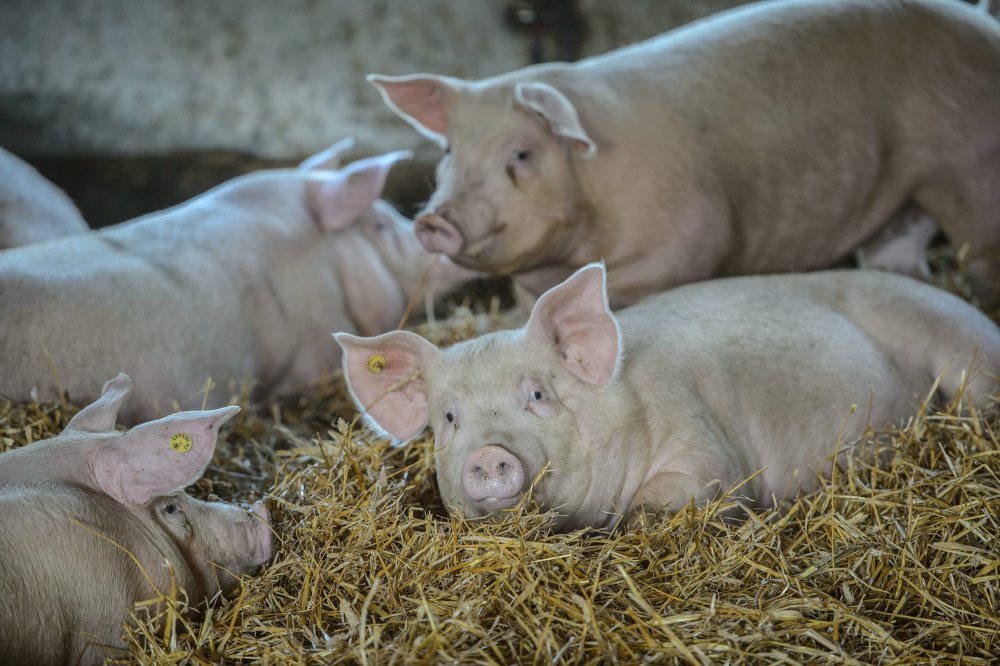 wieprzowina, asf, rosja, embargo na wieprzowinę, mięso, handel mięsem, trzoda chlewna