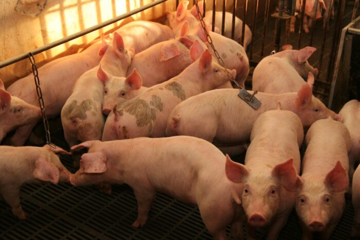 blattin, trzoda chlewna, żywienie, maciory