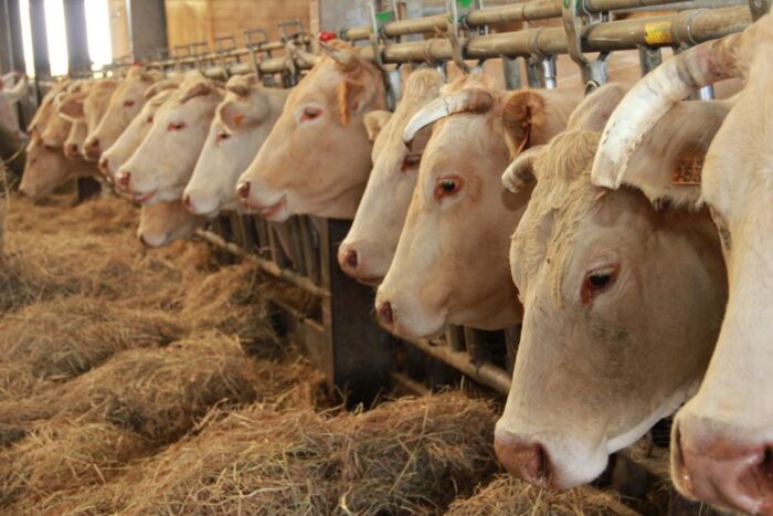 wołowina, rynek mięsa, ceny wołowiny, bydło, eksport wołowiny