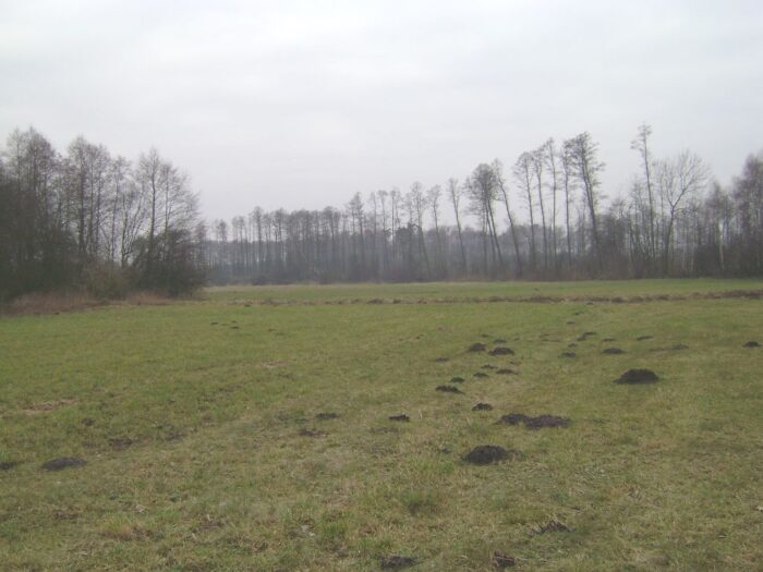 zazielenianie, płatności bezpośrednie, jednolita płatność obszarowa, dopłaty bezpośrednie, dopłaty dla rolników