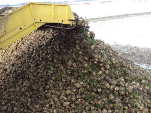 buraki, zbiór, kombajn, zima