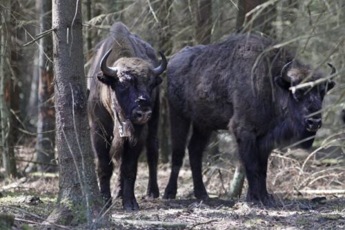 żubr, odstrzał żubrów, lasy państwowe, anna malinowska, Konrad Tomaszewski, siedliska żubrów
