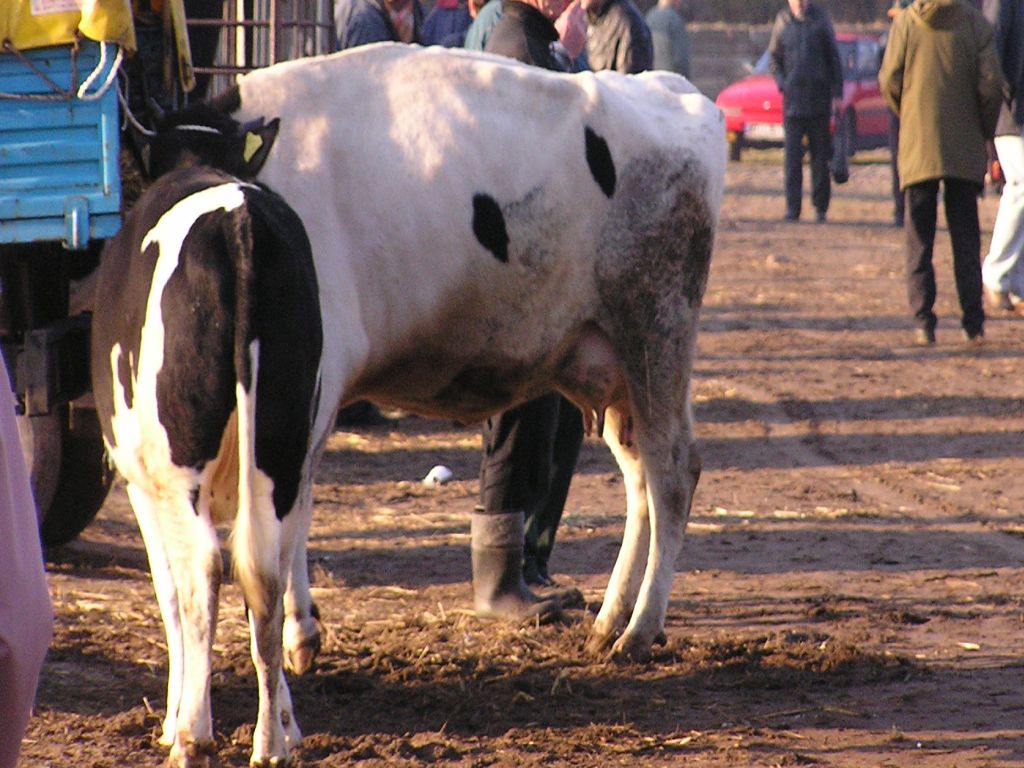 zabijanie zwierząt, znęcanie się nad zwierzętami, zwierzęta, zwierzęta hodowlane, krir