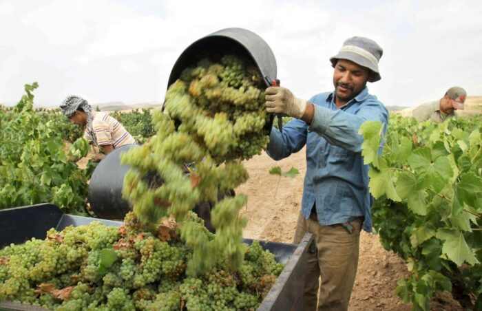 azory, portugalia, produkcja wina, winobranie, winogrono
