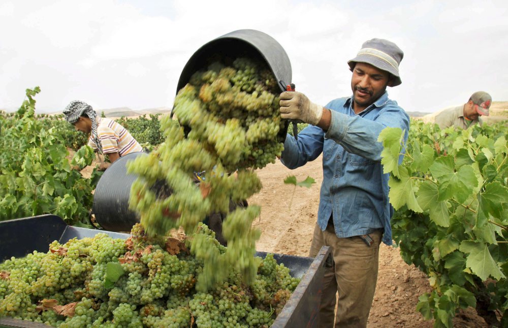 azory, portugalia, produkcja wina, winobranie, winogrono