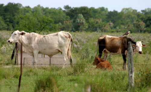 brazylia, eksport zepsutego mięsa, handel mięsem, wołowina, drób, chile, chiny