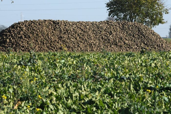 Krzysztof Nykiel, Krajowy Związek Plantatorów Buraka Cukrowego, buraki cukrowe, uprawa buraka cukrowego, cukier