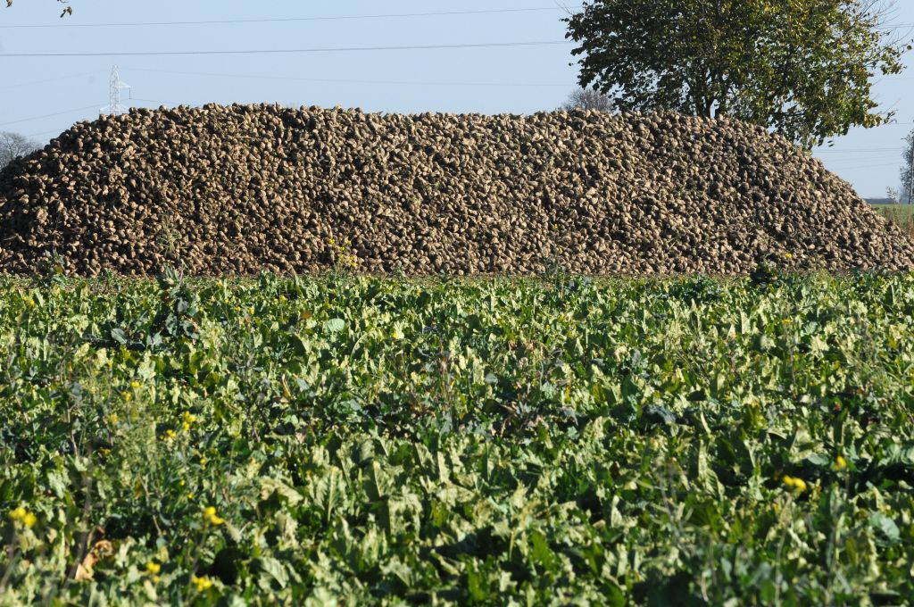 Krzysztof Nykiel, Krajowy Związek Plantatorów Buraka Cukrowego, buraki cukrowe, uprawa buraka cukrowego, cukier