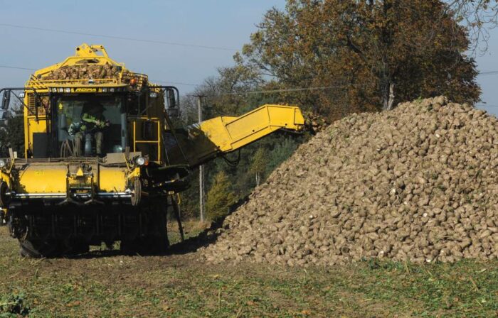 buraki cukrowe, cukier, produkcja, uprawa buraków, ministserstwo rolnictwa, Krzysztof Jurgiel