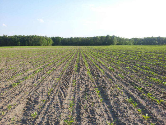 buraki cukrowe, plantacja, maj