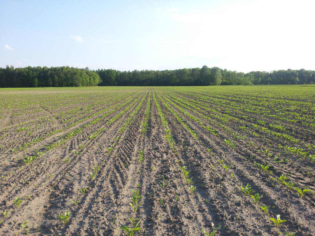 buraki cukrowe, plantacja, maj