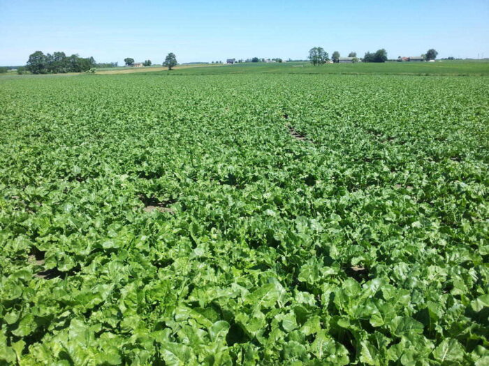 buraki, pole, niebo, plantacja