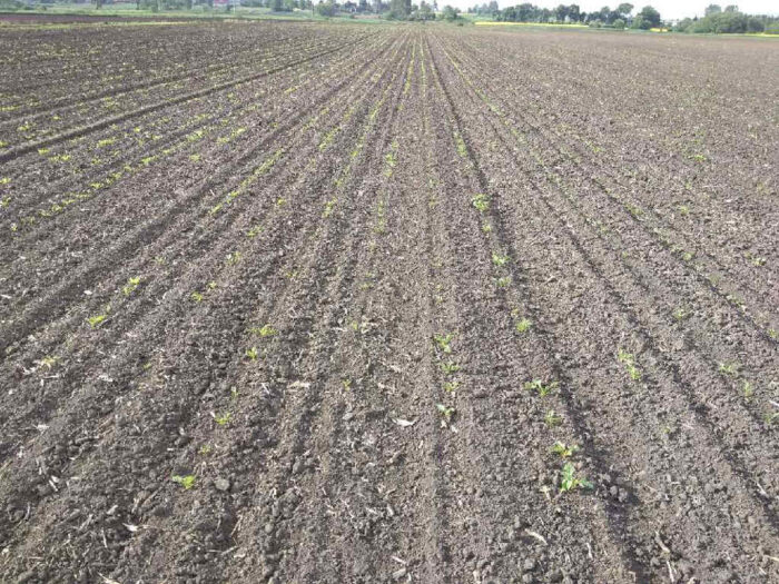 Sąd Apelacyjny w Białymstoku, nadleśnictwo Krynki, grunty rolne, reforma rolna