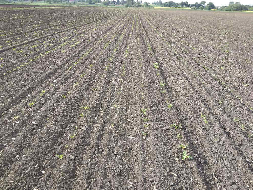 Sąd Apelacyjny w Białymstoku, nadleśnictwo Krynki, grunty rolne, reforma rolna