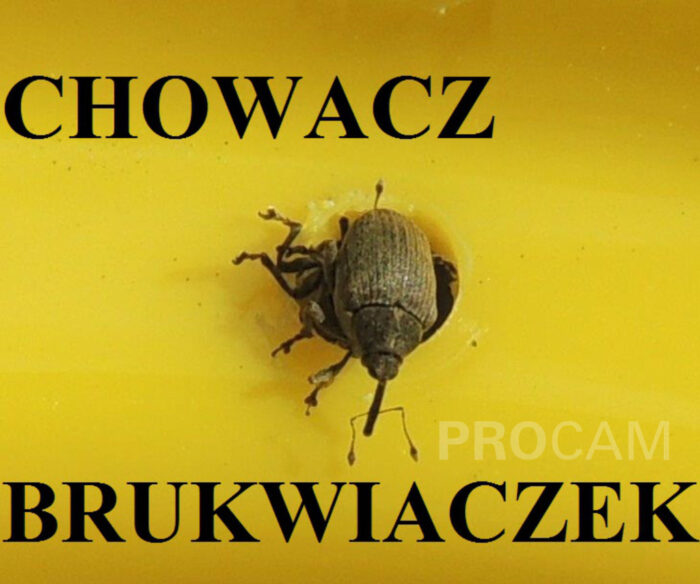 chowacz brukwiaczek, żółte naczynia