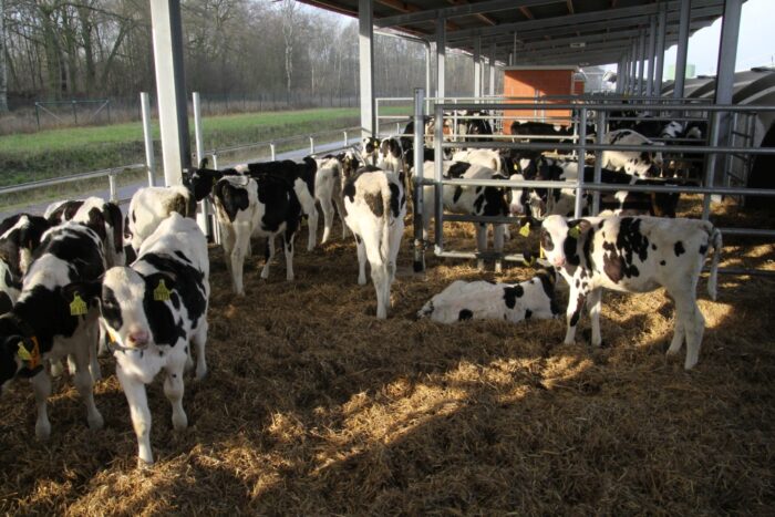 Ewrol, preparat mlekozastępczy, cielęta, Mamma