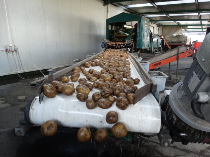 ziemniak, bulwy, taśmociąg