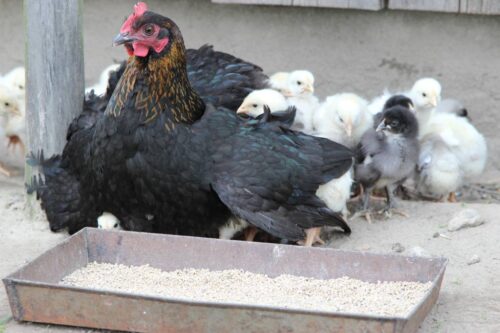 Krajowa Izba Producentów Drobiu i Pasz, ministerstwo rolnictwa, drób, ptasia grypa, H5N8