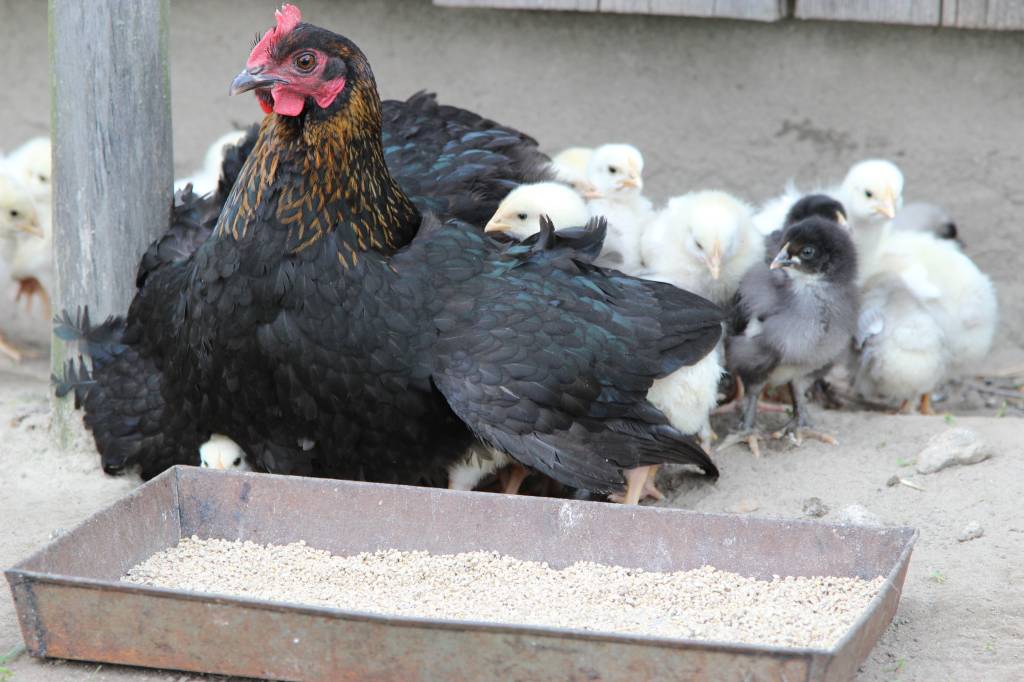 Krajowa Izba Producentów Drobiu i Pasz, ministerstwo rolnictwa, drób, ptasia grypa, H5N8